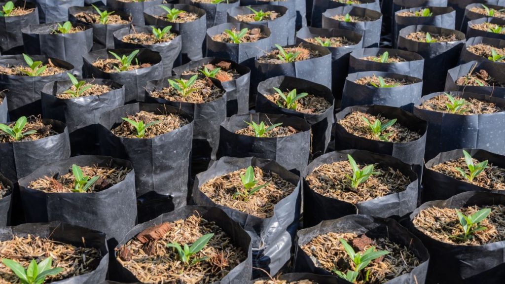 A nursery with rows of young trees waiting to be planted, a symbol of hope for a greener future